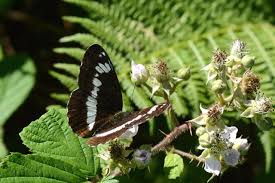 Attēlu rezultāti vaicājumam “Limenitis camilla”