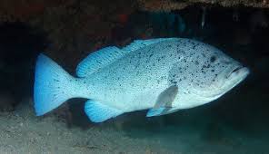 Image result for Epinephelus andersoni
