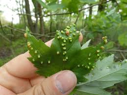 Attēlu rezultāti vaicājumam “Vasates quadripedes”