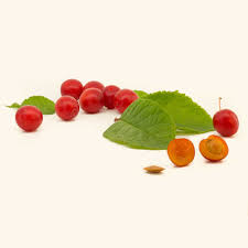 Attēlu rezultāti vaicājumam “Prunus (plum-tree) fruit”