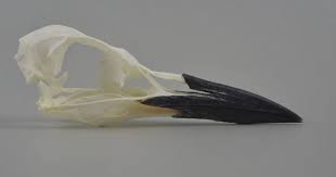 Image result for Gelochelidon nilotica