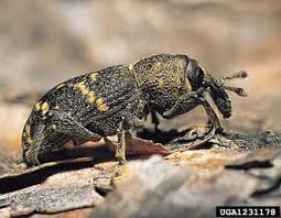 Attēlu rezultāti vaicājumam “Hylobius pinastri”