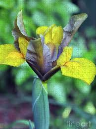 Attēlu rezultāti vaicājumam “Iridaceae”