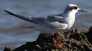 Image result for Sterna forsteri