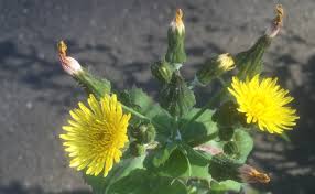 Attēlu rezultāti vaicājumam “Sonchus asper flower”