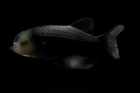 Attēlu rezultāti vaicājumam “Microstoma protracta”