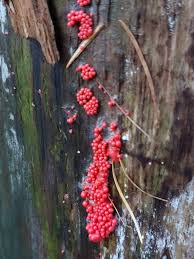 Attēlu rezultāti vaicājumam “Tubifera ferruginosa subsp. acutissima”