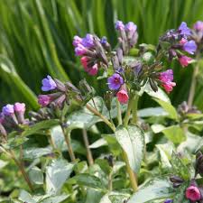 Image result for Lungenkraut