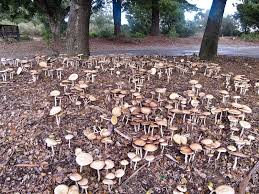 Attēlu rezultāti vaicājumam “Trichia ambigua”