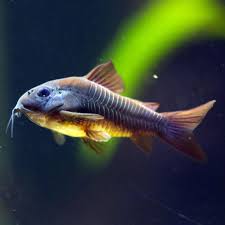 Image result for fish corydoras