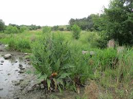 Attēlu rezultāti vaicājumam “Rumex hydrolapathum”
