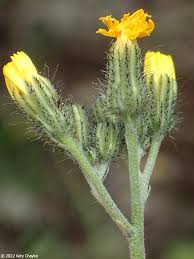 Attēlu rezultāti vaicājumam “Hieracium umbellatum bud”