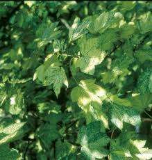 Attēlu rezultāti vaicājumam “Acer pseudoplatanus”