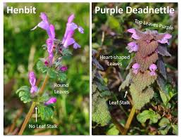 Attēlu rezultāti vaicājumam “Lamium amplexicaule leaf”