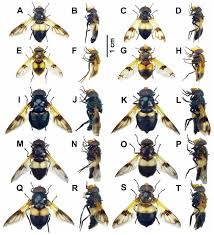 Attēlu rezultāti vaicājumam “Volucella pellucens”