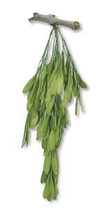 Attēlu rezultāti vaicājumam “Fraxinus pennsylvanica fruit”