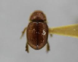 Attēlu rezultāti vaicājumam “Aegialia arenaria”