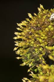 Attēlu rezultāti vaicājumam “Ulota crispa sporophyte”