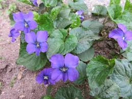 Image result for violet