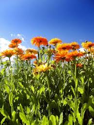 Attēlu rezultāti vaicājumam “Calendula officinalis flower”