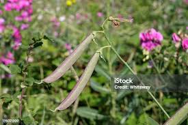 Attēlu rezultāti vaicājumam “Lathyrus latifolius bud”