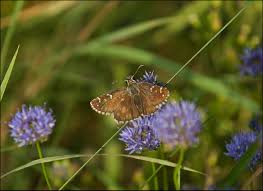 Attēlu rezultāti vaicājumam “Pyrgus serratulae upperside”