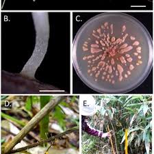 Attēlu rezultāti vaicājumam “Lamproderma columbinum young”