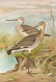 Attēlu rezultāti vaicājumam “Limosa lapponica”