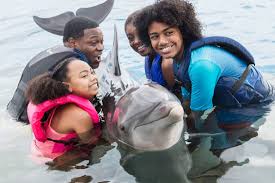 Image result for Adventure Dolphin