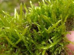 Attēlu rezultāti vaicājumam “Brachythecium albicans”