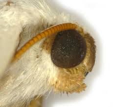 Attēlu rezultāti vaicājumam “Lomographa bimaculata”