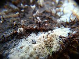 Attēlu rezultāti vaicājumam “Hemitrichia decipiens spores”