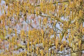 Attēlu rezultāti vaicājumam “Alnus glutinosa flower”