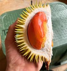 Attēlu rezultāti vaicājumam “Carlina biebersteinii fruit”