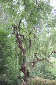 Attēlu rezultāti vaicājumam “Salix x sepulcralis”