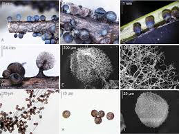 Attēlu rezultāti vaicājumam “Lamproderma arcyrioides stalked”