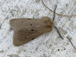 Attēlu rezultāti vaicājumam “Diaphora mendica”