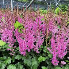 Attēlu rezultāti vaicājumam “Astilbe chinensis”