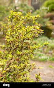 Attēlu rezultāti vaicājumam “Rhododendron sichotense flower”