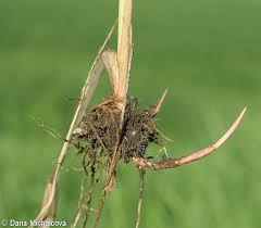 Attēlu rezultāti vaicājumam “Phalaroides arundinacea fruit”