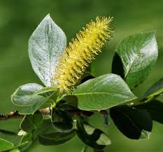 Attēlu rezultāti vaicājumam “Populus x jackii”