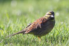 Image result for Emberiza cirlus