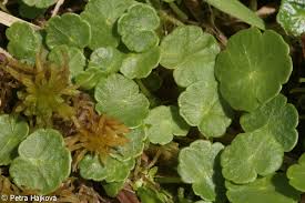 Attēlu rezultāti vaicājumam “Hydrocotyle vulgaris”