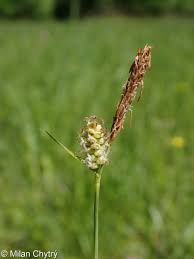 Attēlu rezultāti vaicājumam “Carex caryophyllea fruit”