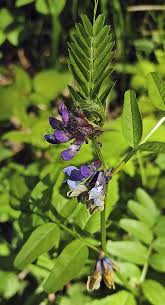 Attēlu rezultāti vaicājumam “Vicia sepium fruit”