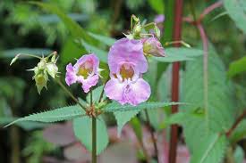 Attēlu rezultāti vaicājumam “Impatiens glandulifera flower”