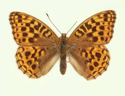 Attēlu rezultāti vaicājumam “Argynnis adippe”