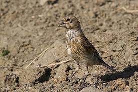 Attēlu rezultāti vaicājumam “Carduelis cannabina”
