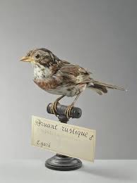 Image result for Emberiza rustica