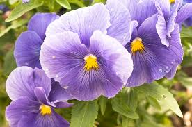 Image result for Viola wittrockiana